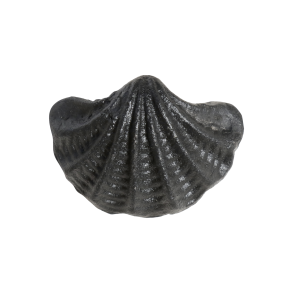 Chic Antique Greb Musling, Antique Sort