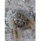 Chic Antique Greb i aluminium, Antique slv